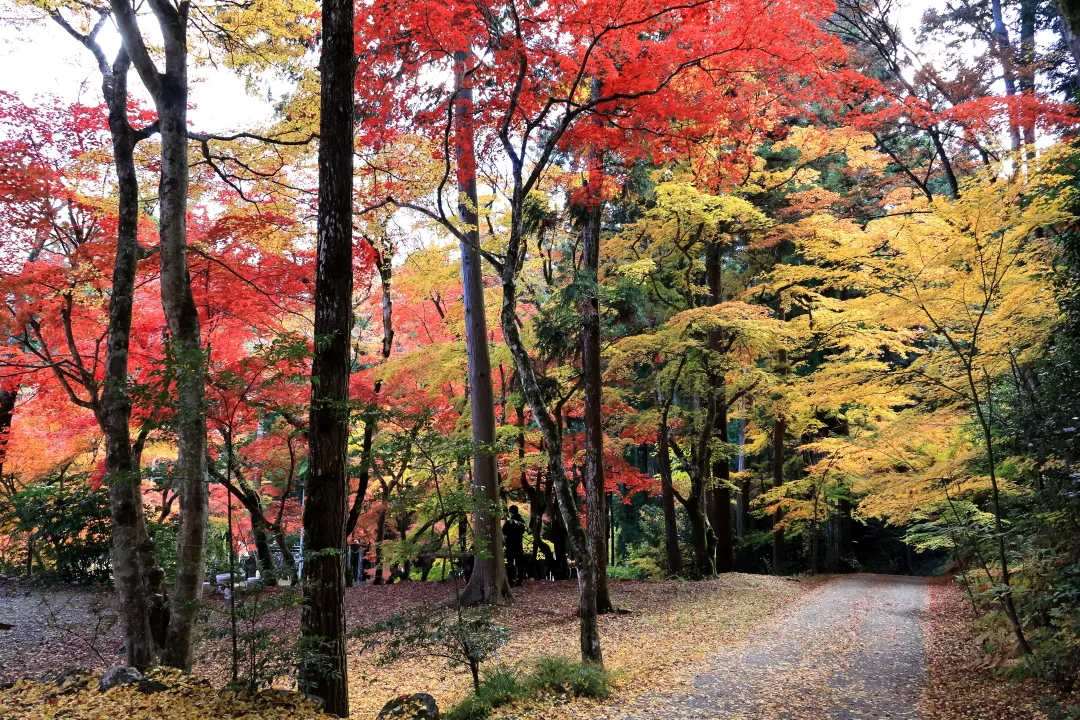 洞光寺の紅葉