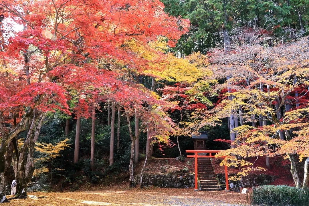 洞光寺の紅葉
