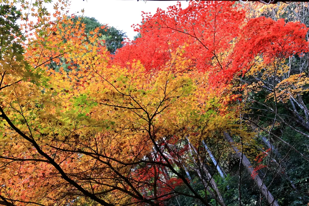 洞光寺の紅葉