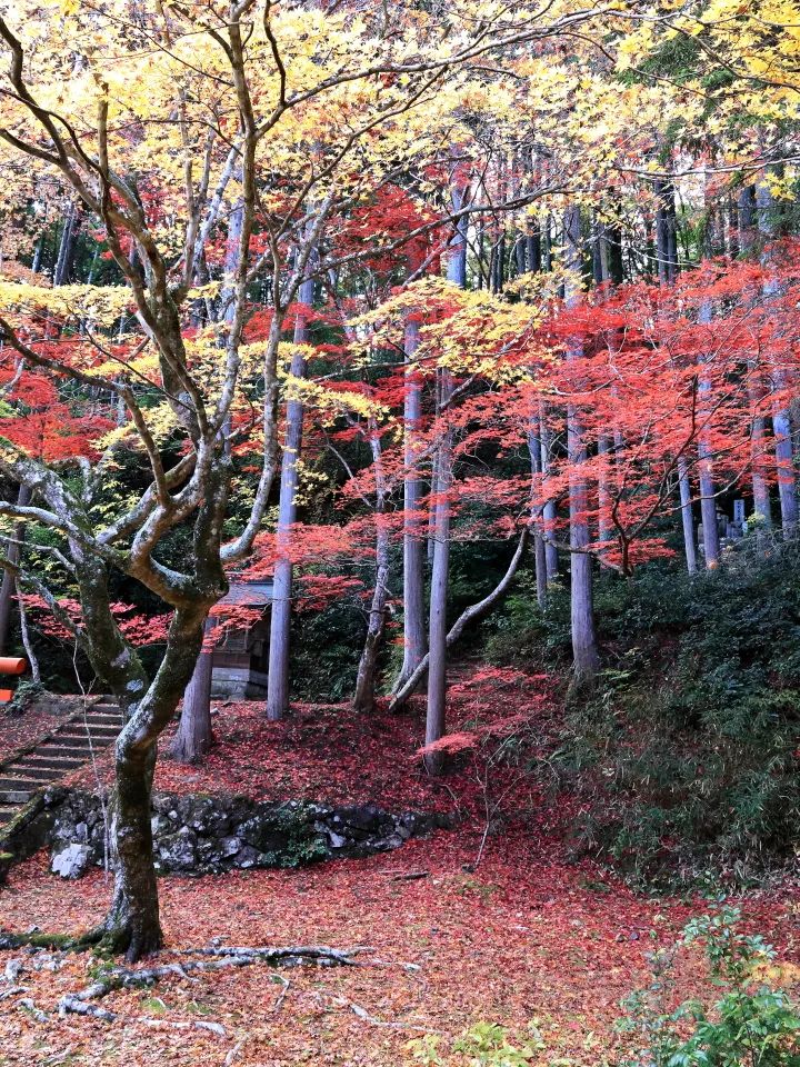 洞光寺の紅葉