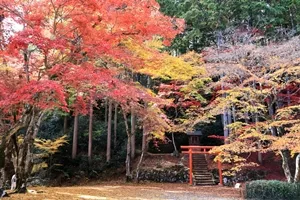 洞光寺の紅葉