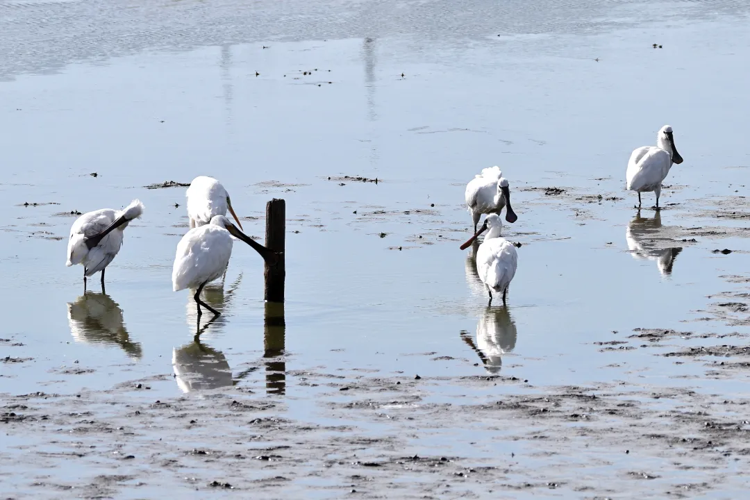 ヘラサギ、ダイサギ、クロツラヘラサギ