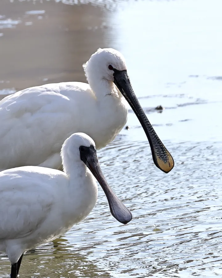 クロツラヘラサギとヘラサギ