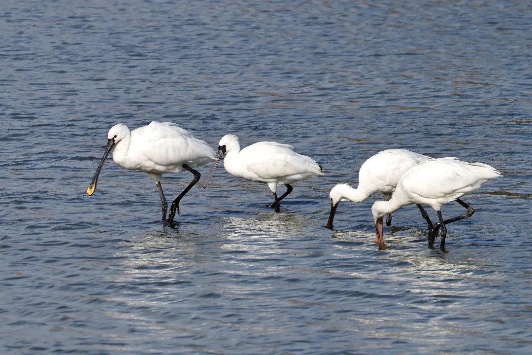 ヘラサギ、クロツラヘラサギ