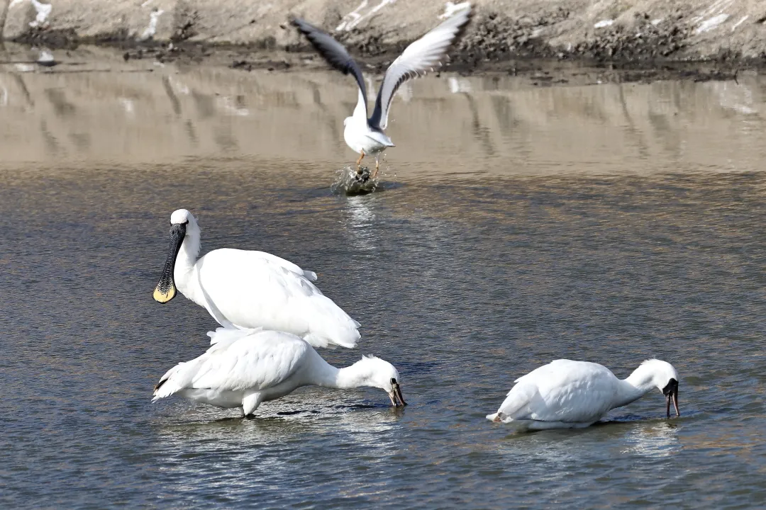 ヘラサギとクロツラヘラサギ