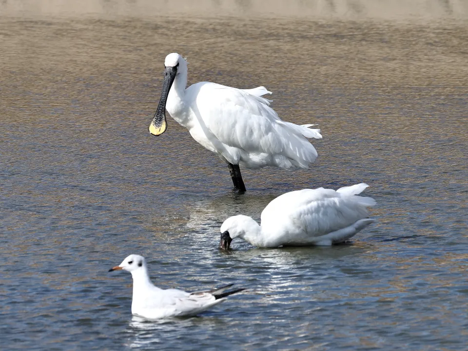 ユリカモメ、クロツラヘラサギ、ヘラサギ