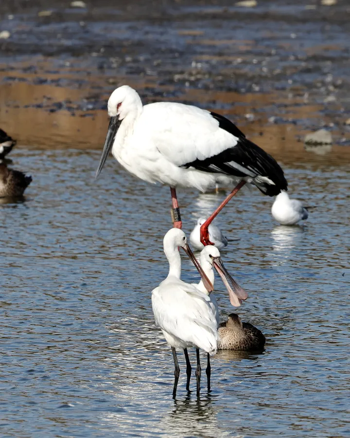 ヘラサギとコウノトリ