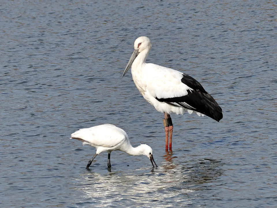 ヘラサギとコウノトリ
