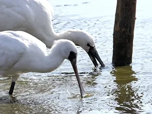 クロツラヘラサギとヘラサギ