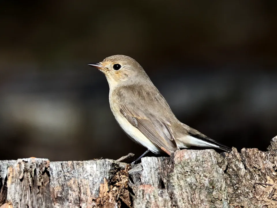 ニシオジロビタキ