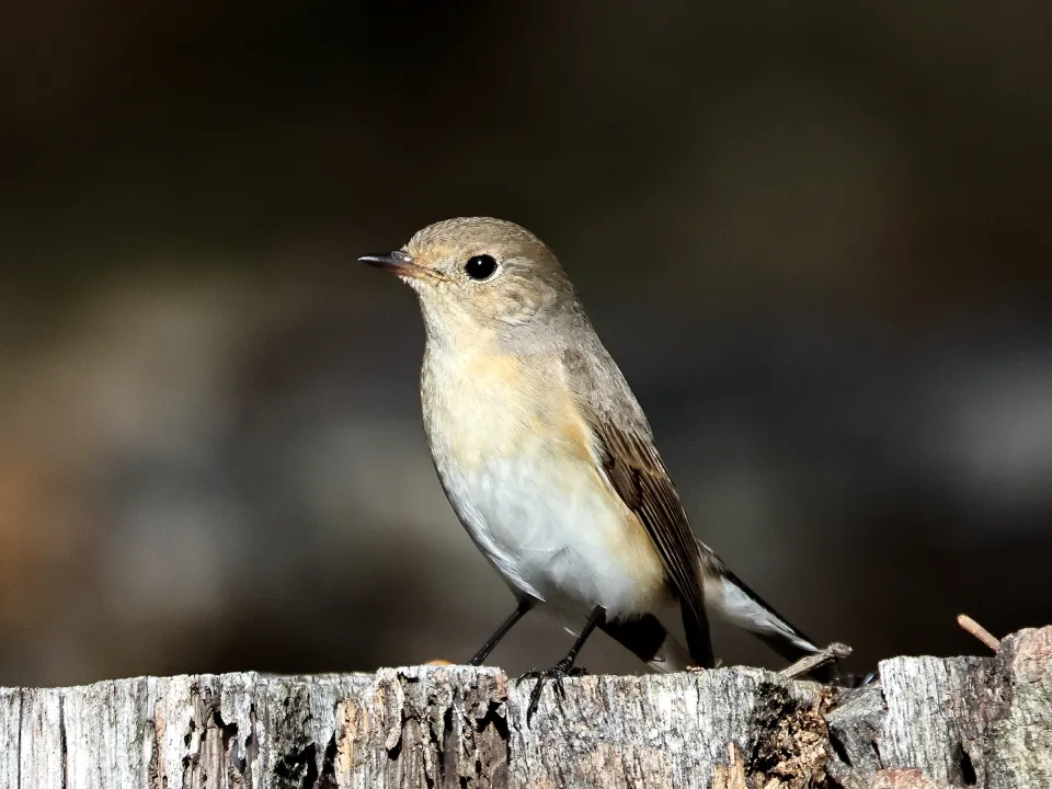 ニシオジロビタキ
