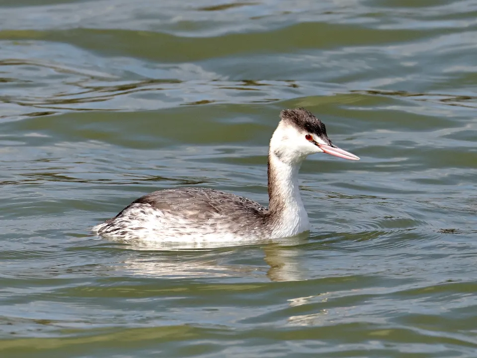 カンムリカイツブリ