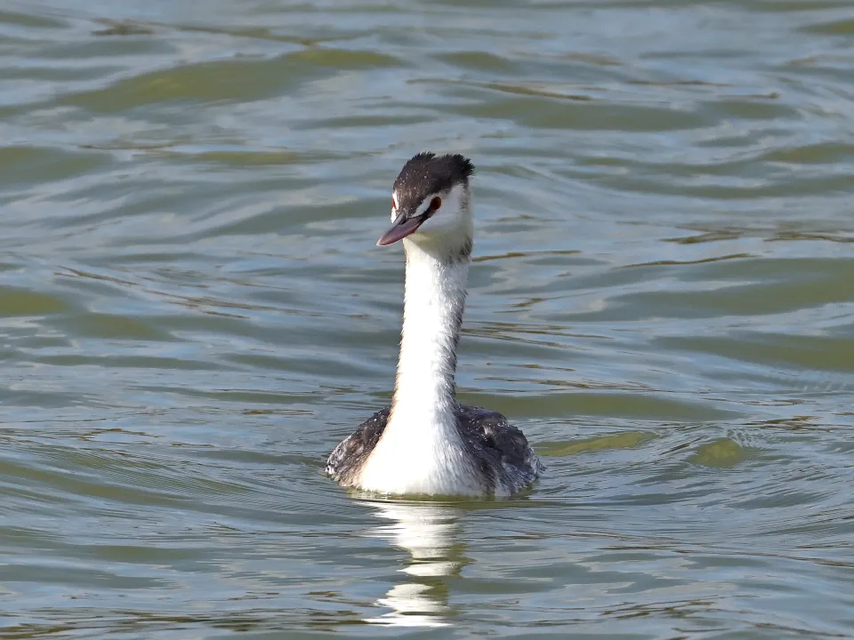 カンムリカイツブリ