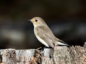 ニシオジロビタキ