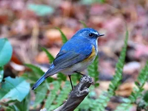 ルリビタキ♂