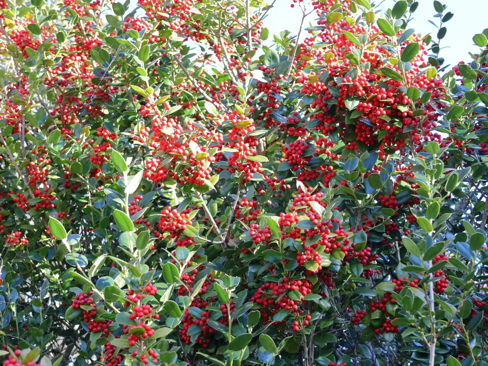 ヒイラギモドキ