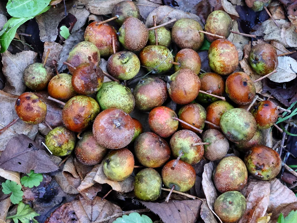 オオウラジロノキの果実