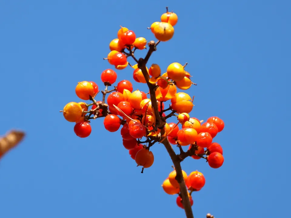 ツルウメモドキ