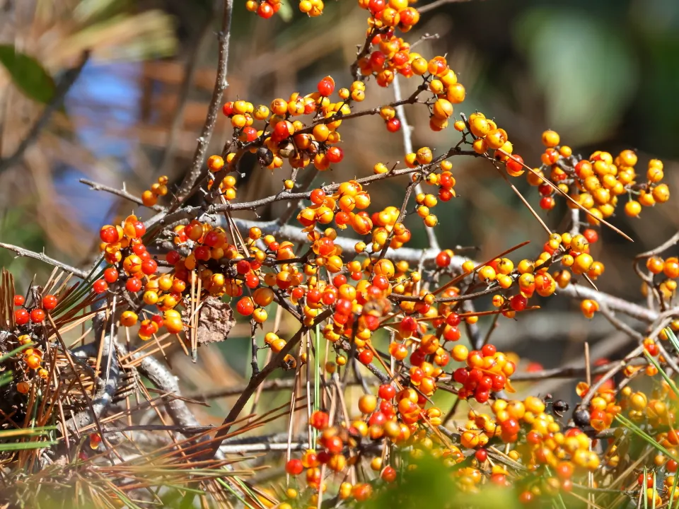 ツルウメモドキ