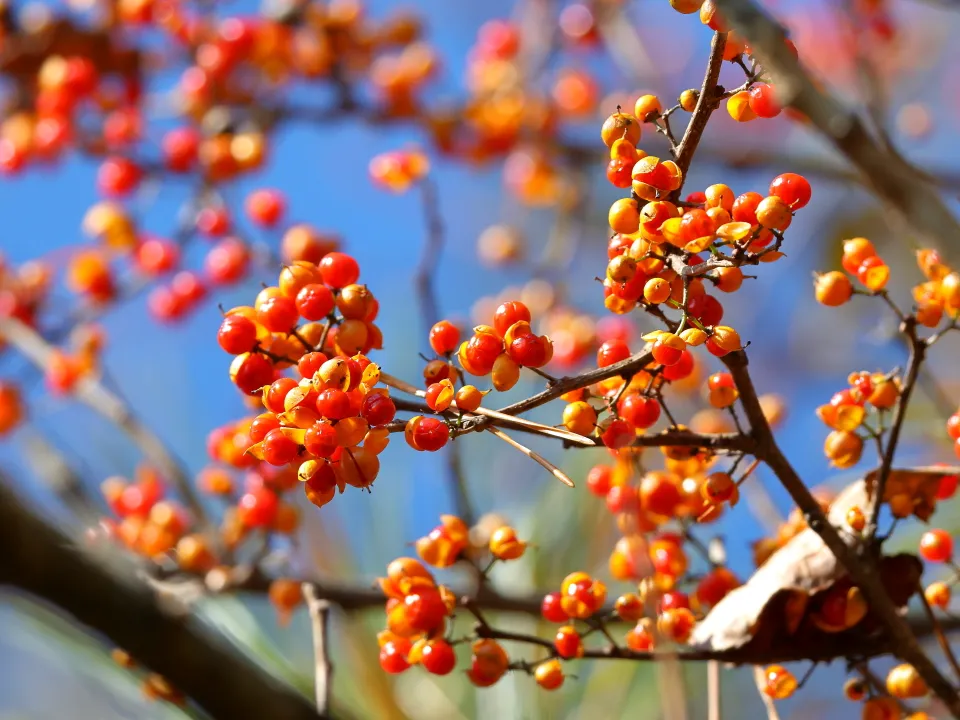 ツルウメモドキ