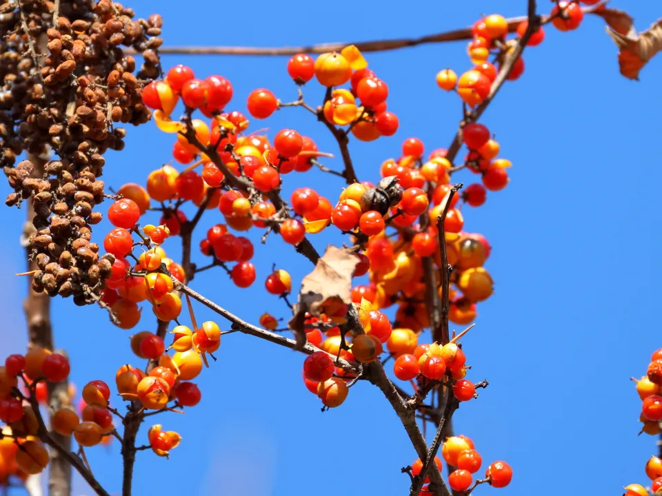 ツルウメモドキ