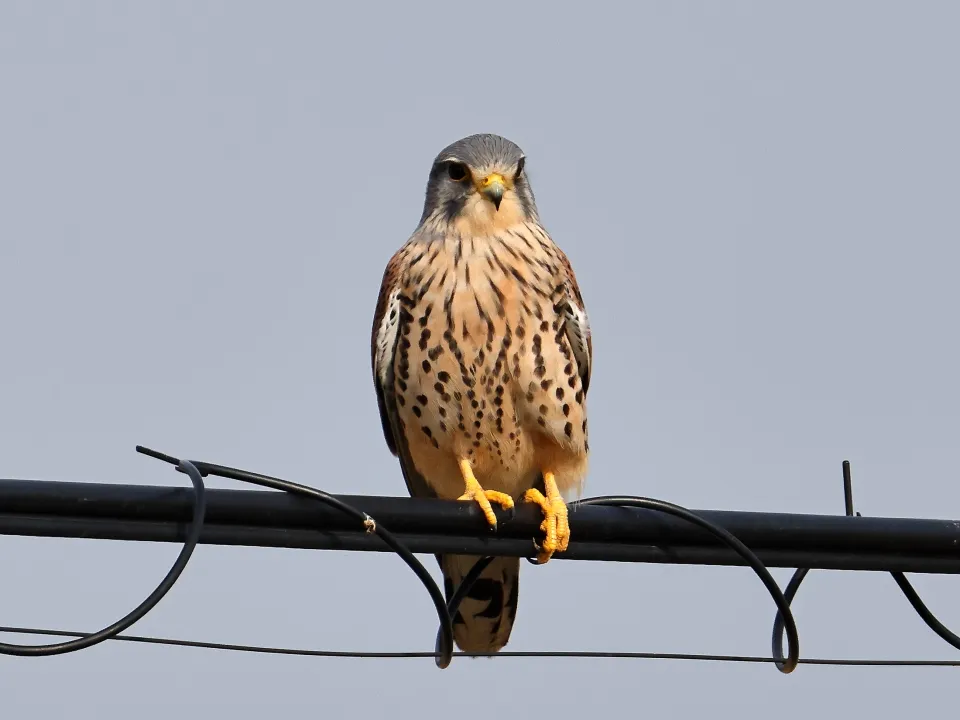 チョウゲンボウ