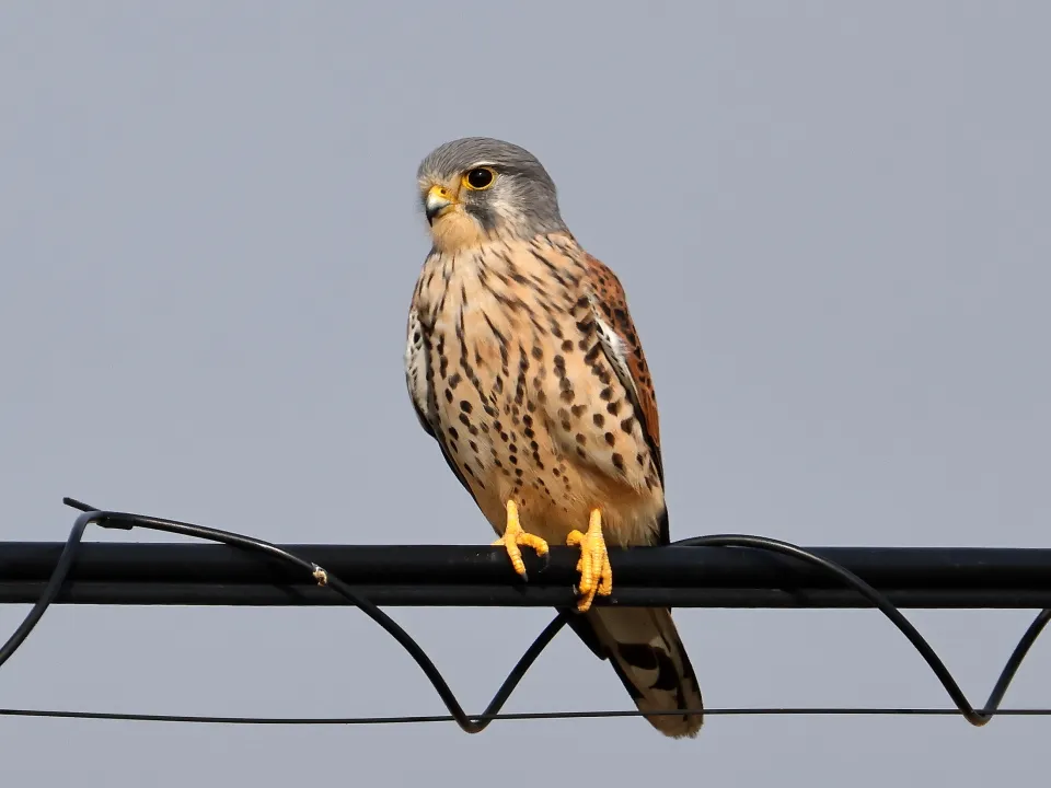 チョウゲンボウ