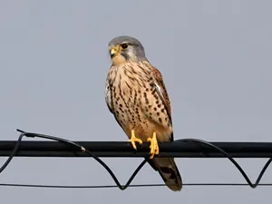 チョウゲンボウ