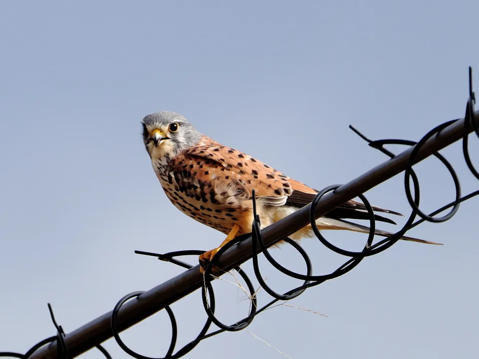 チョウゲンボウ