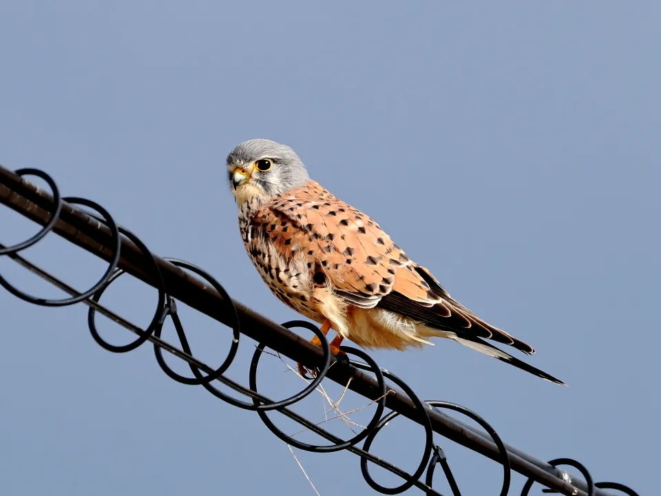 チョウゲンボウ