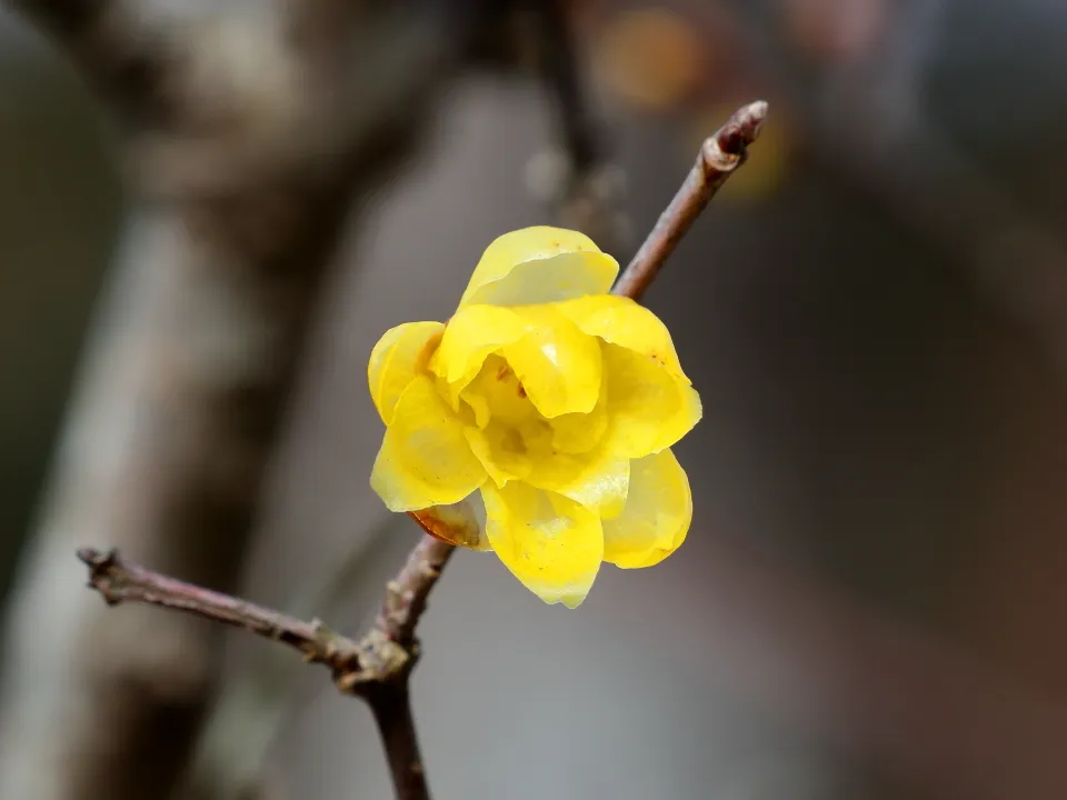 ソシンロウバイ