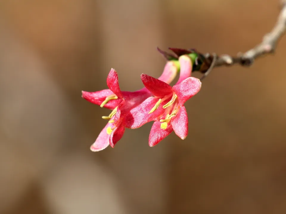 ヤマウグイスカグラ