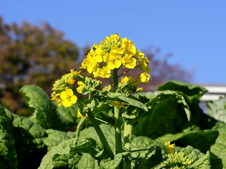 寒咲きナノハナ