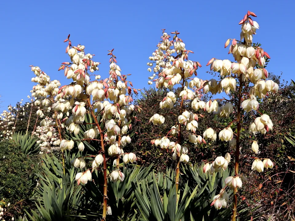 アツバキミガヨラン