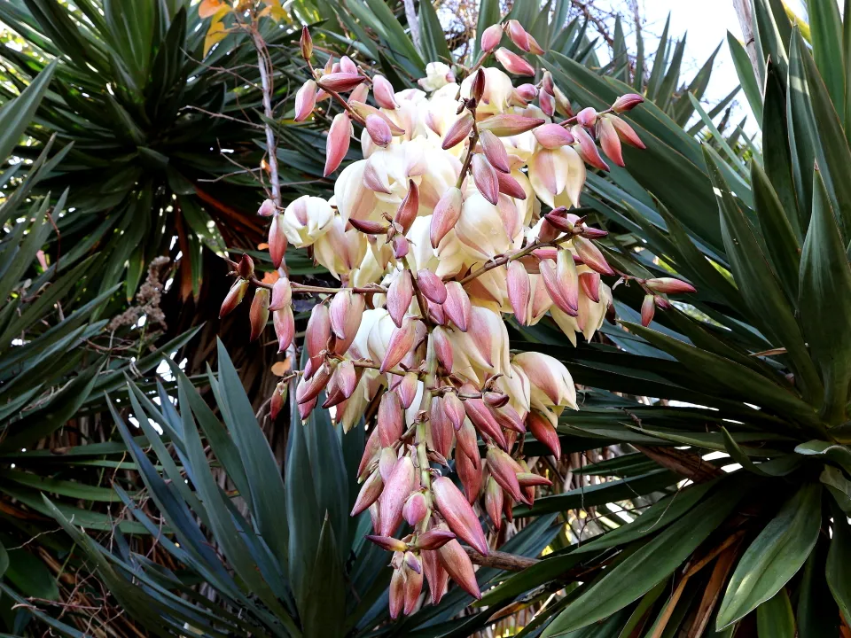 アツバキミガヨラン