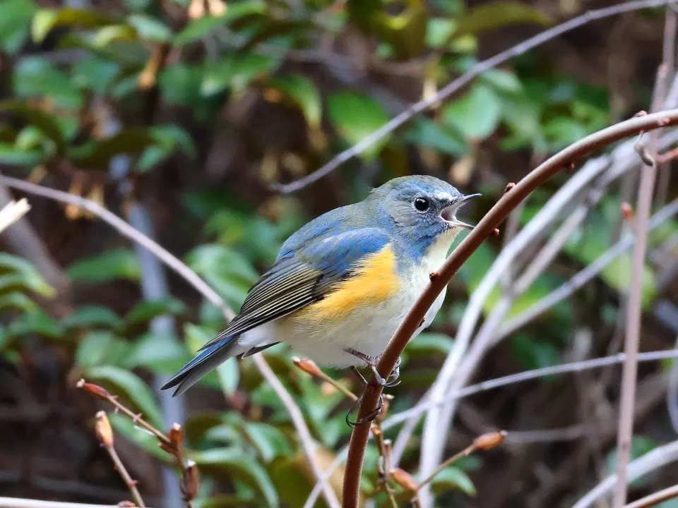ルリビタキ♂