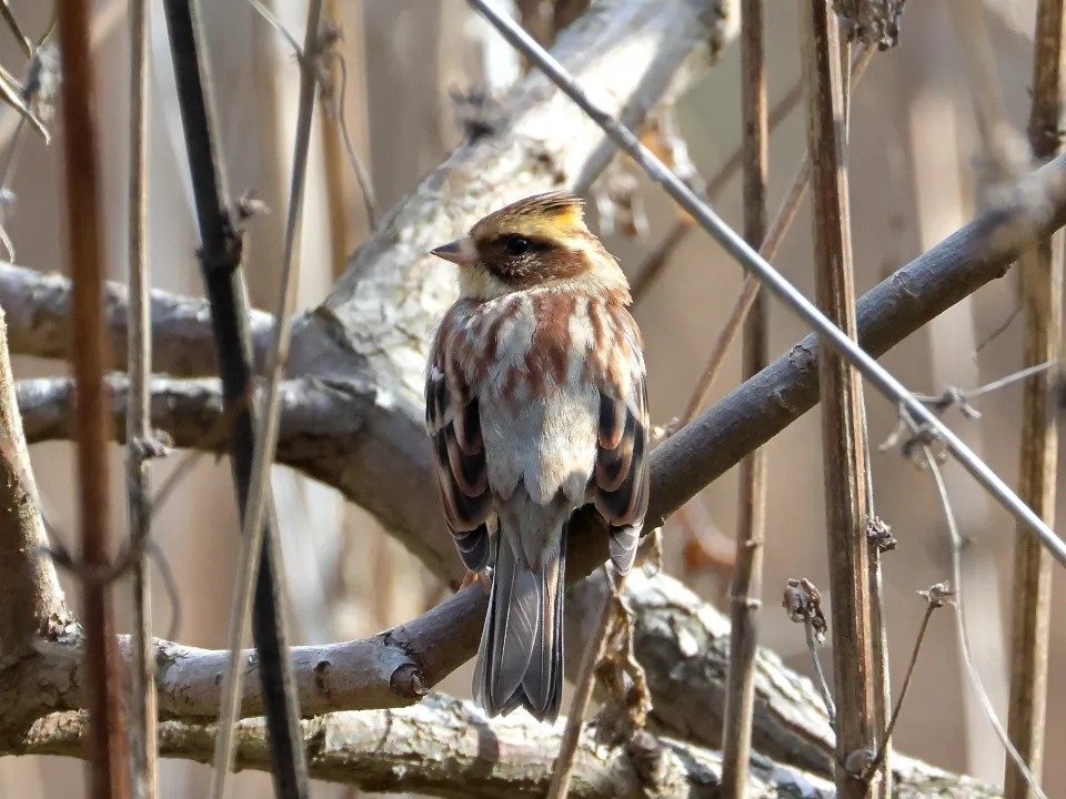 ミヤマホオジロ