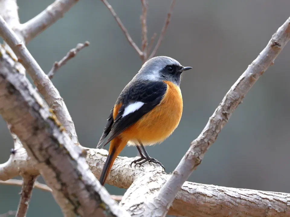 ジョウビタキ♂