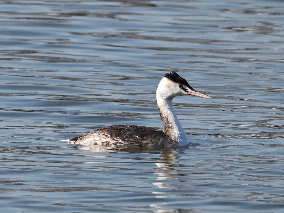 カンムリカイツブリ