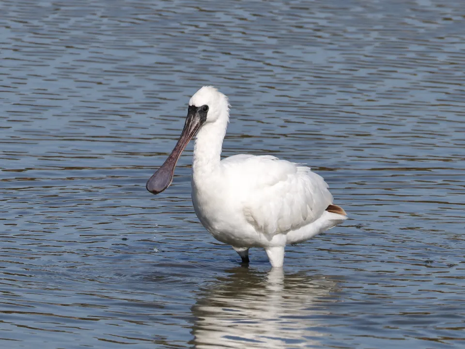 クロツラヘラサギ