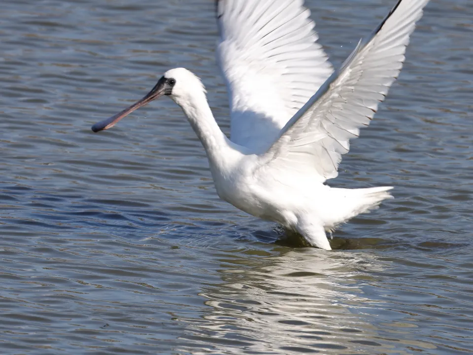 クロツラヘラサギ