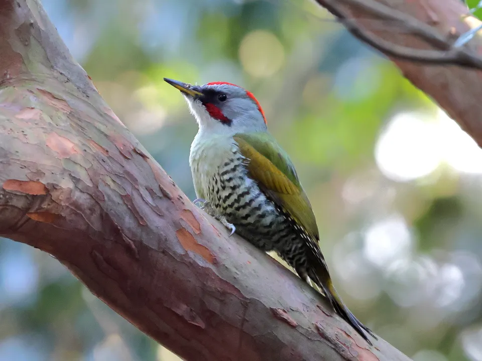 アオゲラ♂