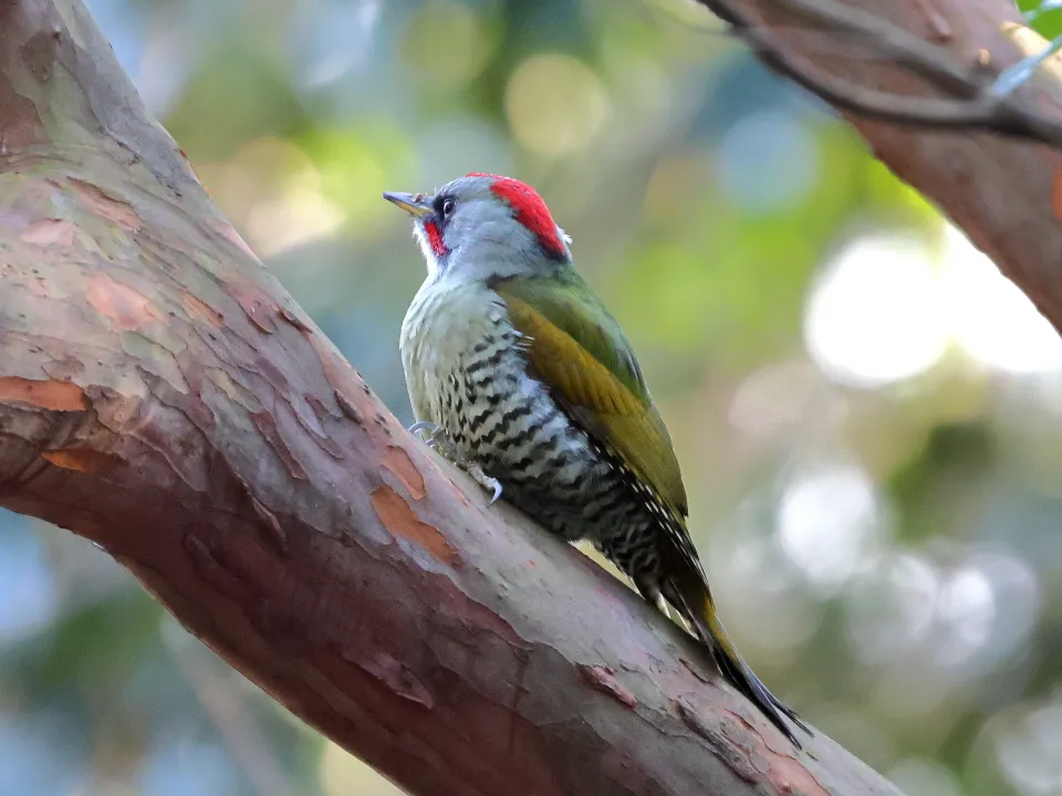 アオゲラ♂
