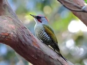 アオゲラ♂