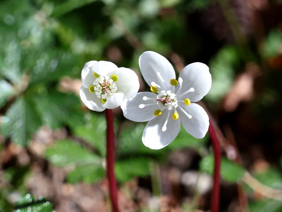 バイカオウレン