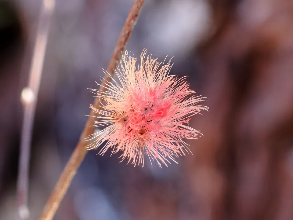 コウヤボウキの綿毛