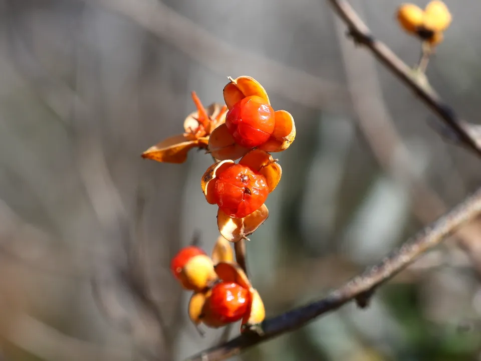 ツルウメモドキ