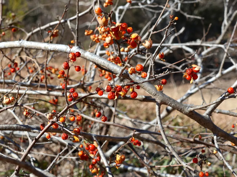 ツルウメモドキ