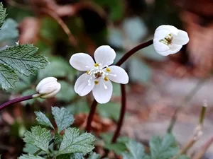 バイカオウレン