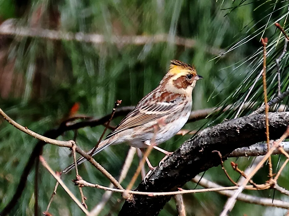 ミヤマホオジロ♀